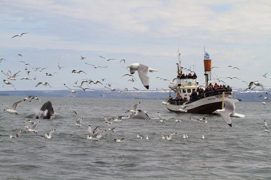 Húsavík: Traditional Whale Watching by Local Family Company - Who should book this cruise?