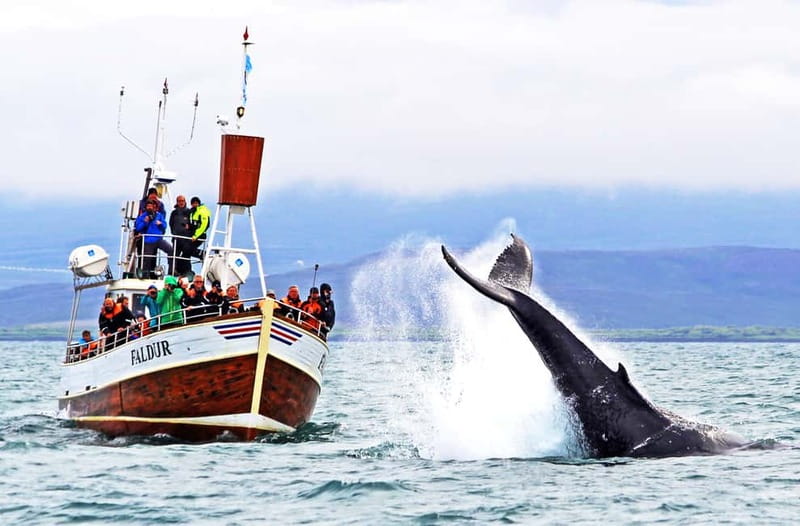 Húsavík: Traditional Whale Watching by Local Family Company - Boarding a traditional Icelandic oak boat