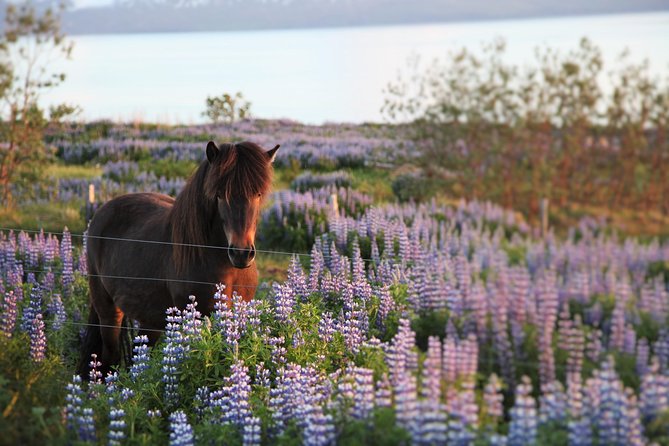 Húsavík walking tour - Why this short Húsavík walk works