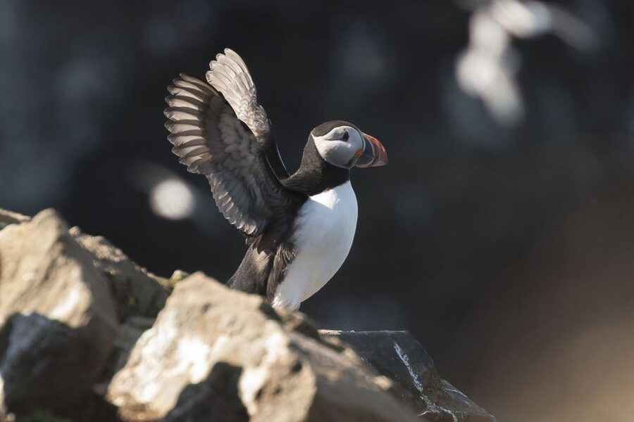 Húsavík: Whale-Watching Cruise and Puffins Guided Tour - Key points to know before sailing