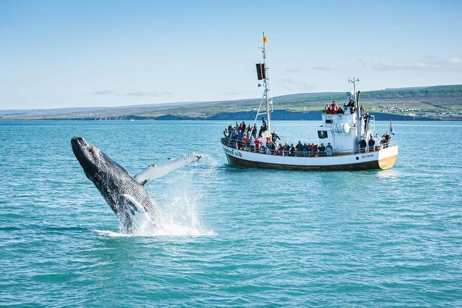 Húsavík: Whale-Watching Cruise and Puffins Guided Tour - Booking details worth knowing