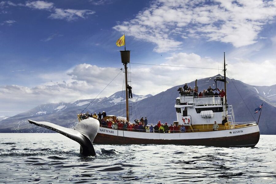 Húsavík: Whale-Watching Cruise and Puffins Guided Tour - Setting out from Húsavík into Skjálfandi Bay