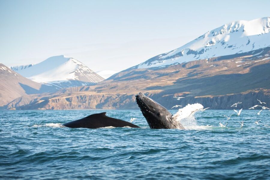 Húsavík: Whale-Watching Cruise and Puffins Guided Tour - Puffin Island is impressive, but not a close-up encounter