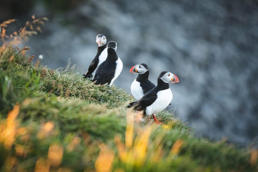 Húsavík: Whale-Watching Cruise and Puffins Guided Tour - The whale search rewards patience