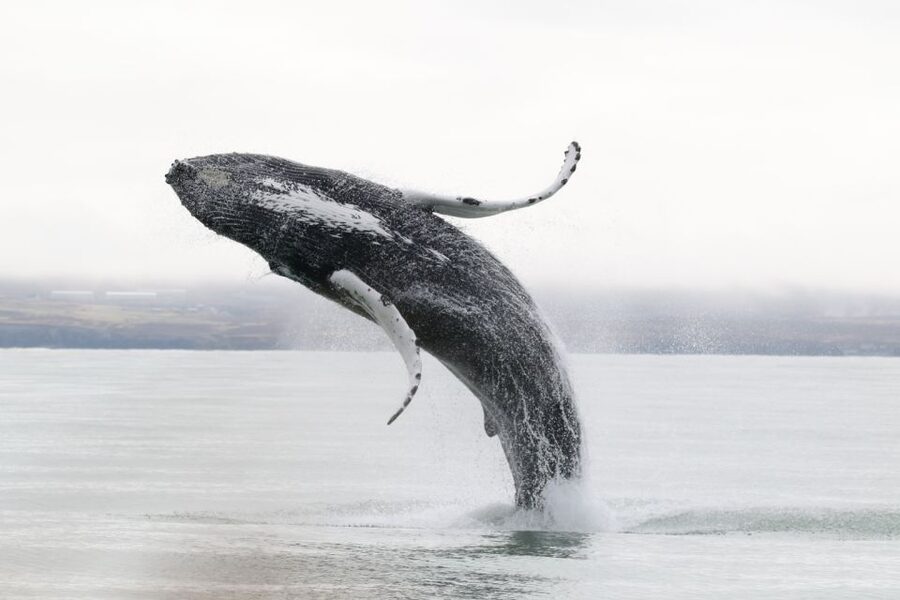 Húsavík: Whale-Watching Cruise and Puffins Guided Tour - Guides make the quiet stretches worthwhile