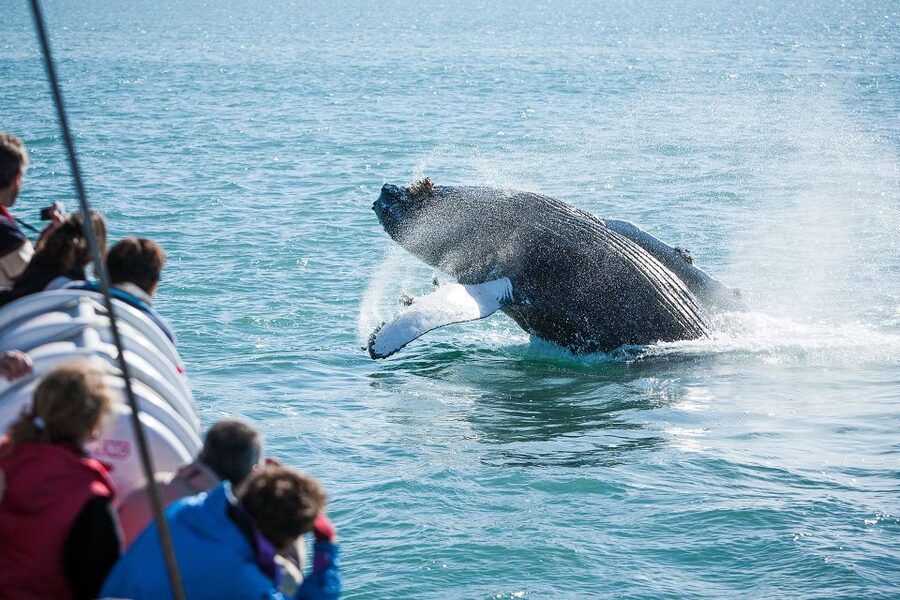 Húsavík: Whale-Watching Cruise and Puffins Guided Tour - Hot chocolate and cinnamon buns finish the outing well
