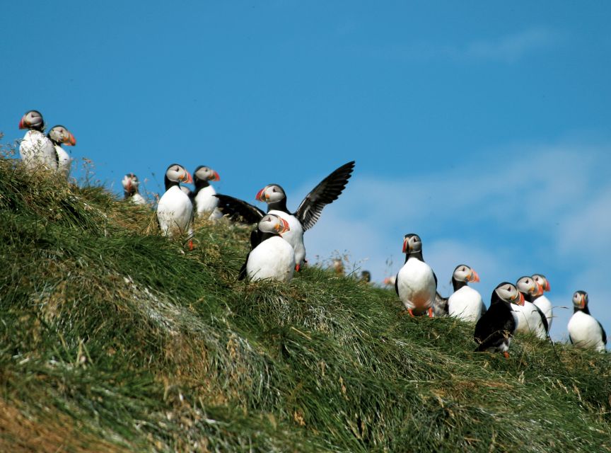 Húsavík: Whale-Watching Cruise and Puffins Guided Tour - Is $135 good value for three to three and a half hours?