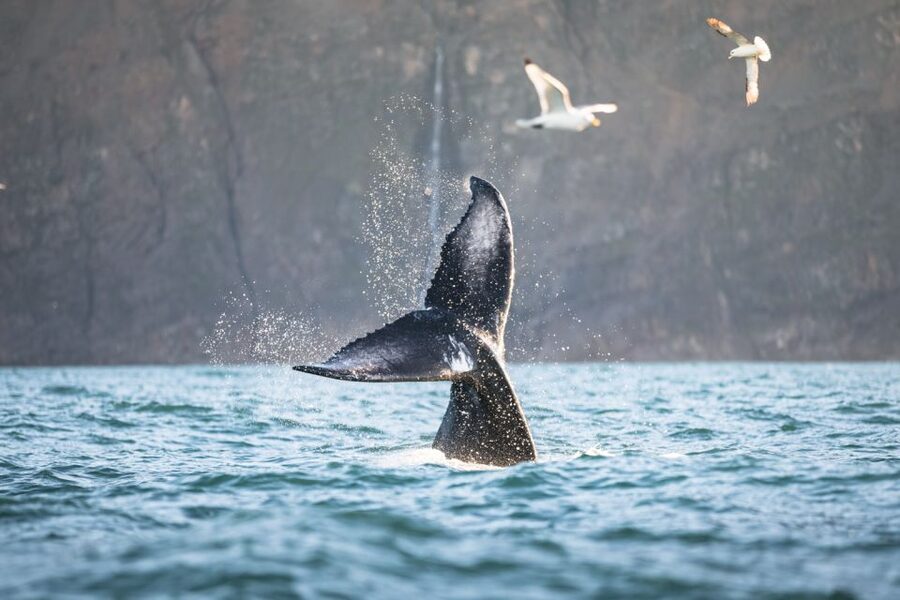 Húsavík: Whale-Watching Cruise and Puffins Guided Tour - Who will enjoy this Húsavík whale cruise most?