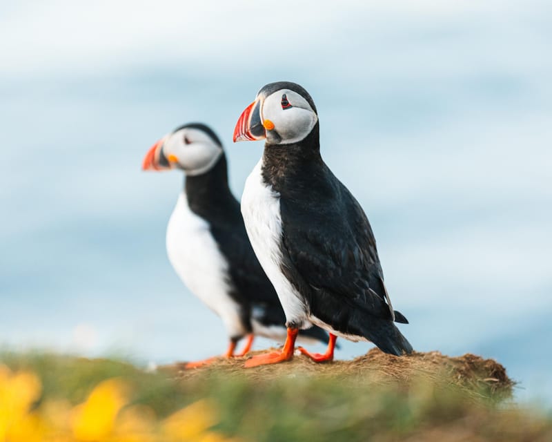 Húsavík: Whale-Watching Cruise and Puffins Guided Tour - Warm overalls help, but pack your own layers