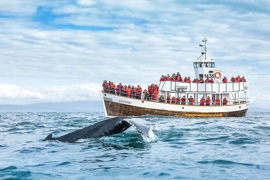 Husavik: Whale Watching on a Carbon Neutral Oak Boat - Why Húsavík is a strong place for whale watching