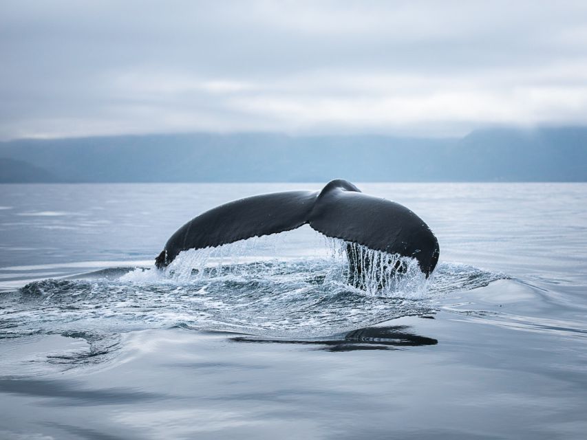 Husavik: Whale Watching on a Carbon Neutral Oak Boat - Booking details that matter