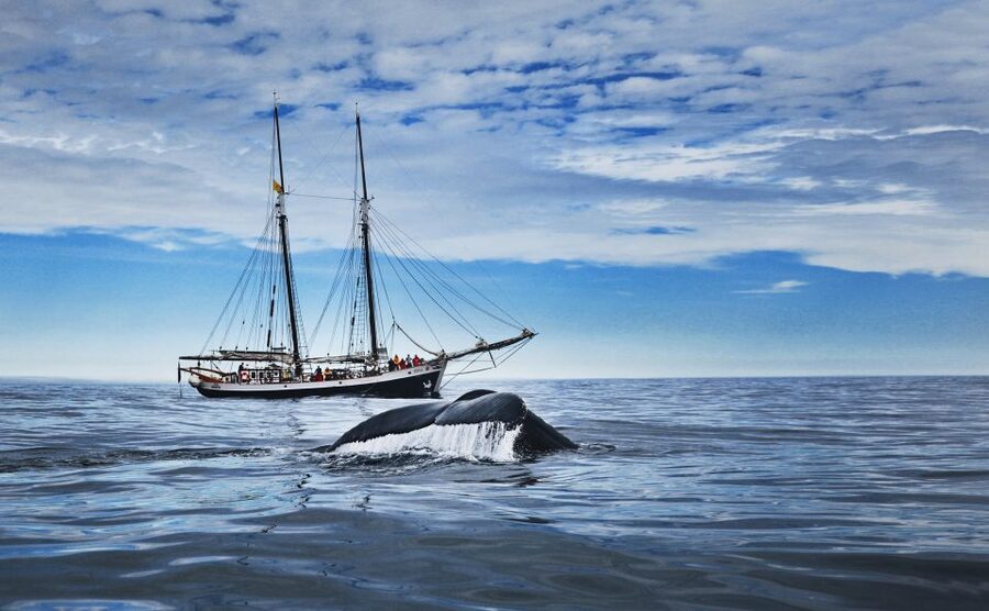 Husavik: Whale Watching on a Carbon Neutral Oak Boat - Starting at Hafnarstétt in Húsavík