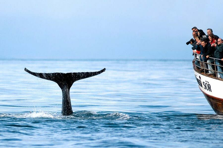Husavik: Whale Watching on a Carbon Neutral Oak Boat - The first search across Skjálfandi Bay