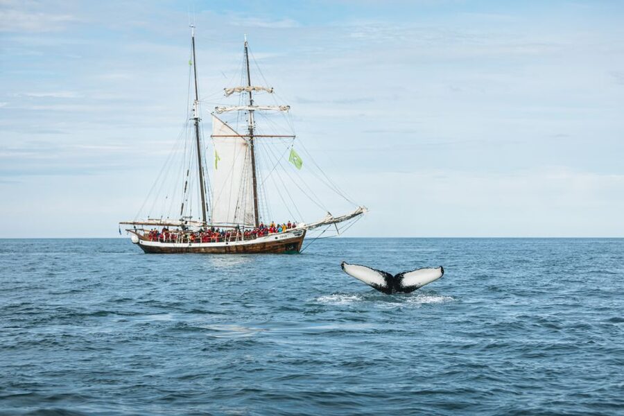 Husavik: Whale Watching on a Carbon Neutral Oak Boat - Whale sightings require luck and patience