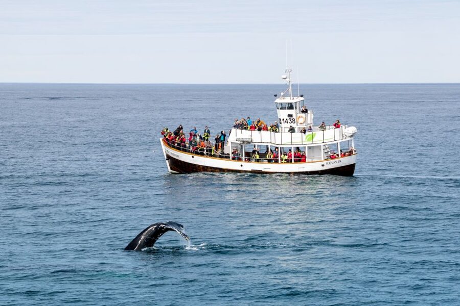 Husavik: Whale Watching on a Carbon Neutral Oak Boat - Who will get the most from this cruise