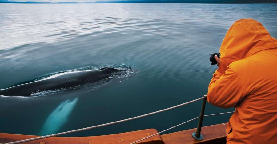 Husavik: Whale Watching on a Carbon Neutral Oak Boat - Boarding the traditional oak boat