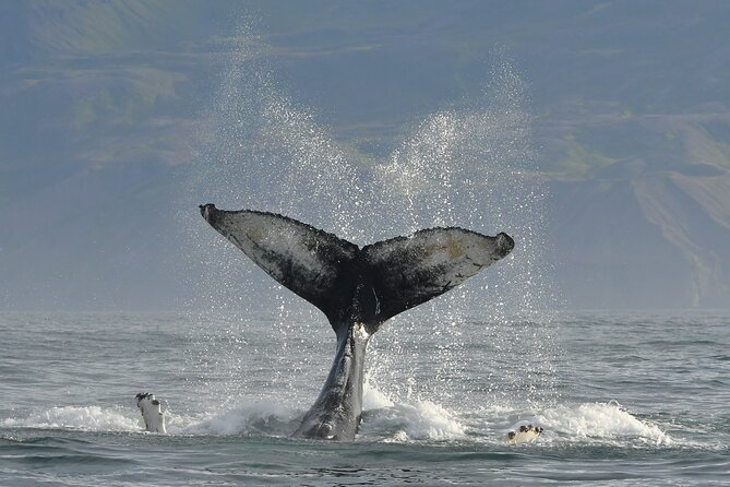 Húsavík Whale Watching Tour, family owned and operated - Puffins and seabirds from May through mid-August