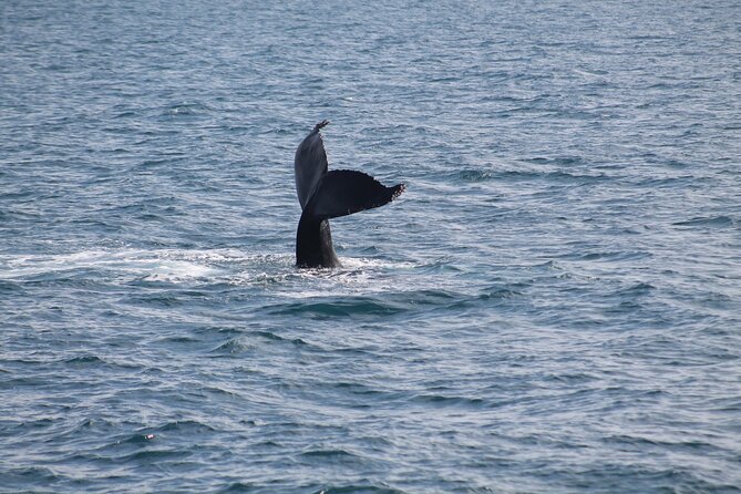 Húsavík Whale Watching Tour, family owned and operated - Family appeal and group size
