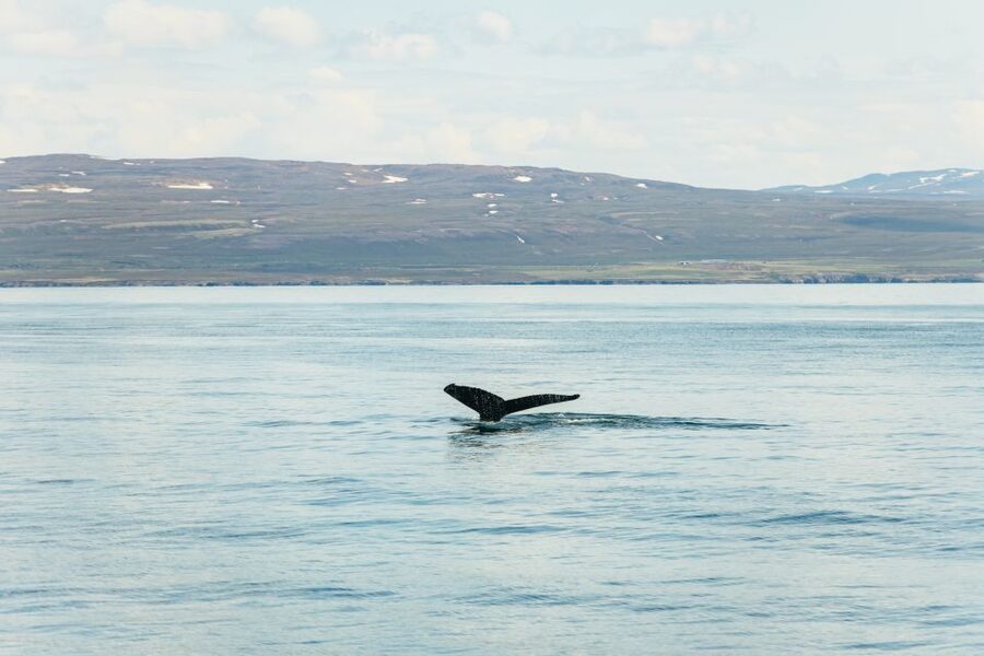 Húsavík: Whale Watching Tour with Guide - Why Húsavík is Iceland’s whale-watching capital