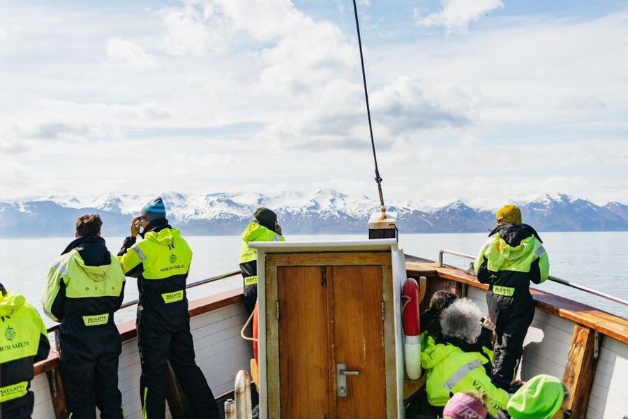 Húsavík: Whale Watching Tour with Guide - How much value do you get for $115?