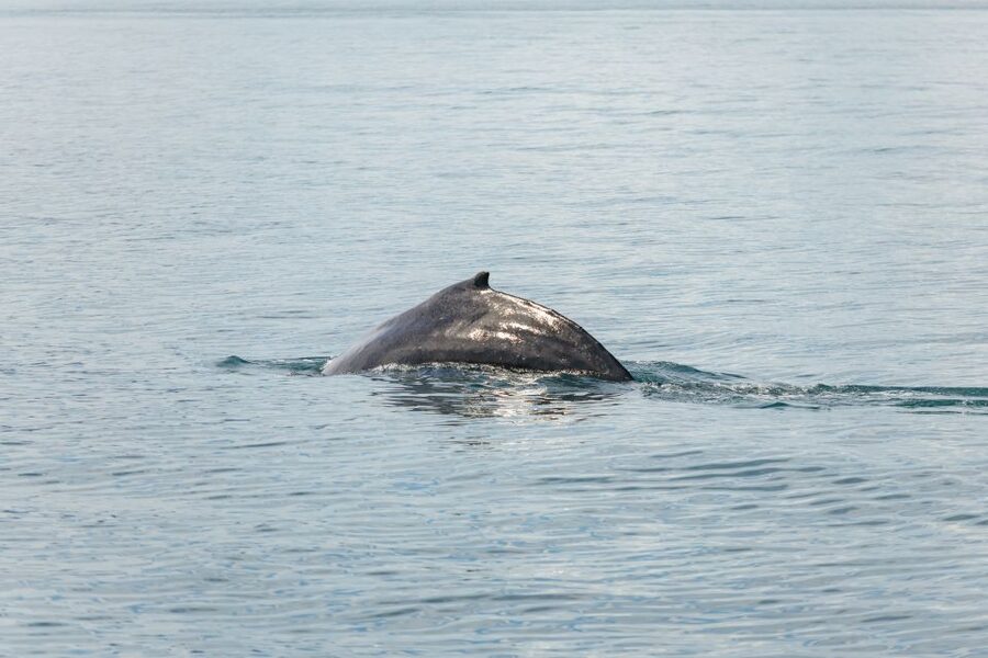 Húsavík: Whale Watching Tour with Guide - The hardest part: weather and sea conditions