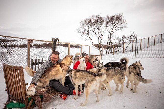 Husky Petting in Akureyri (private) - A private hour with Akureyri’s sled dogs