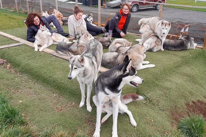 Husky Petting in Akureyri (private) - Meeting Gunni, Maria, and a whole pack of personalities