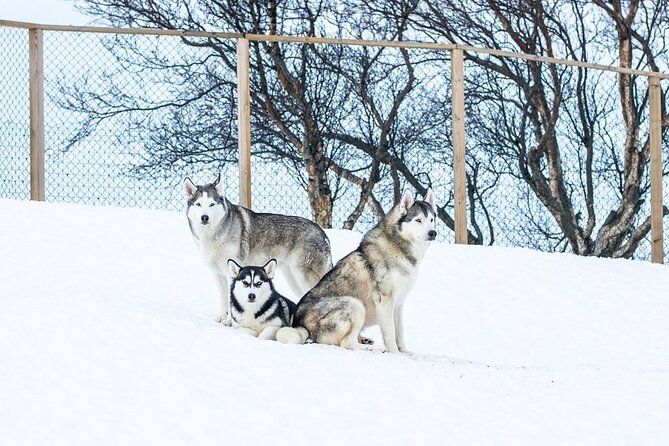 Husky Petting in Akureyri (private) - A good choice for dog lovers, families, and cruise passengers