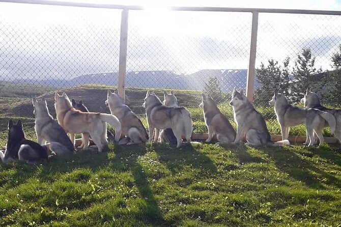 Husky Petting in Akureyri (private) - The setting outside Akureyri