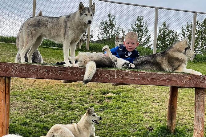 Husky Petting in Akureyri (private) - What the owner stories add