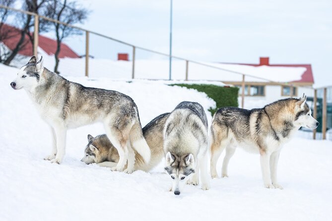 Husky Petting in Akureyri (private) - Puppies, kisses, and realistic expectations