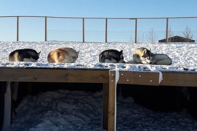 Husky Petting in Akureyri (private) - Is $666.78 a fair price?
