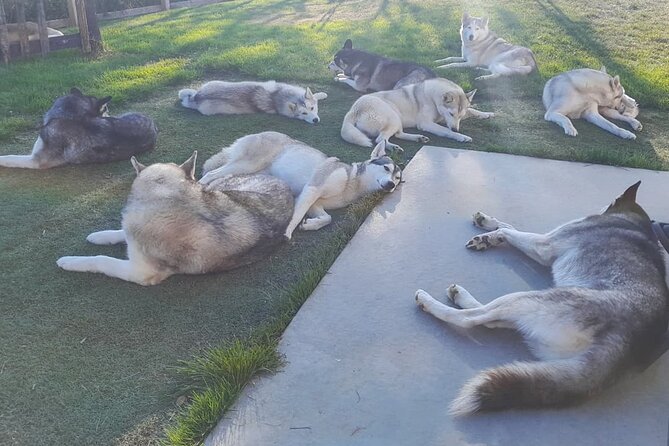 Husky Petting in Akureyri (private) - Why the private format matters