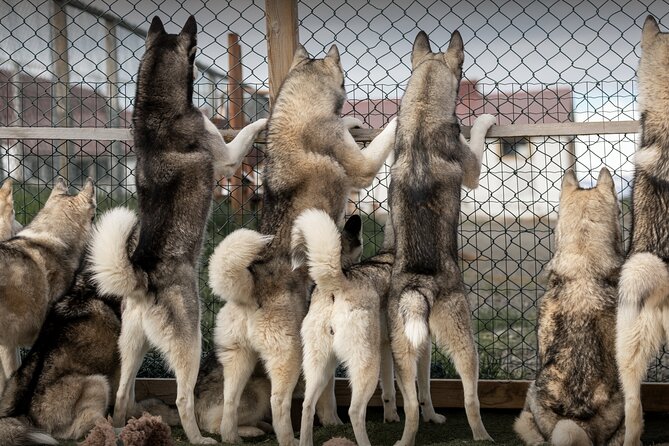 Husky Petting, in Akureyri - Key points at a glance