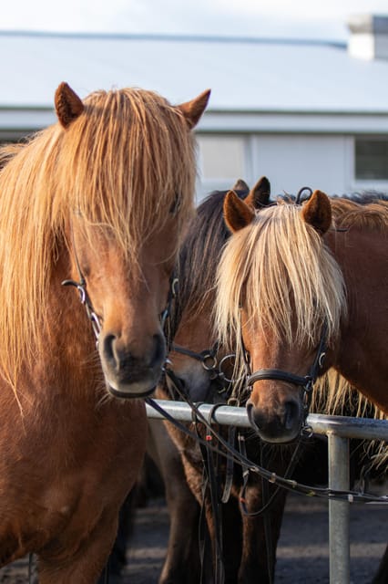 Hveragerdi: Countryside Charm Horse Riding Tour - Meeting Icelandic horses at Vellir farm