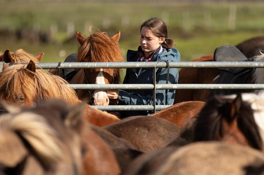 Hveragerdi: Countryside Charm Horse Riding Tour - Why the Icelandic setting works for beginners