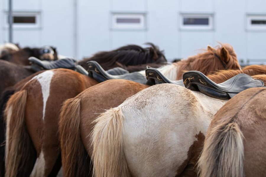 Hveragerdi: Countryside Charm Horse Riding Tour - Is $96 fair for sixty minutes?