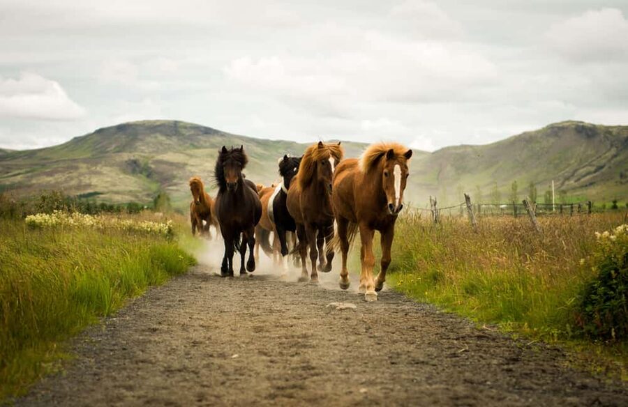 Hveragerði: Horseback Riding Tour for Beginners and … - Key points to know before you ride