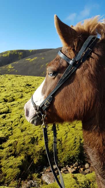 Hveragerði: Horseback Riding Tour for Beginners and … - Riding through Reykjadalur for one hour