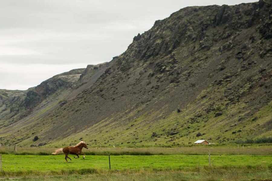 Hveragerði: Horseback Riding Tour for Beginners and … - What the small group changes