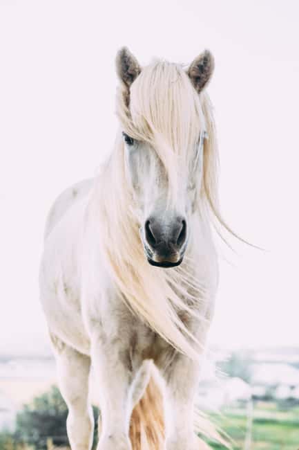 Hveragerði: Horseback Riding Tour for Beginners and … - Choosing a morning or afternoon departure
