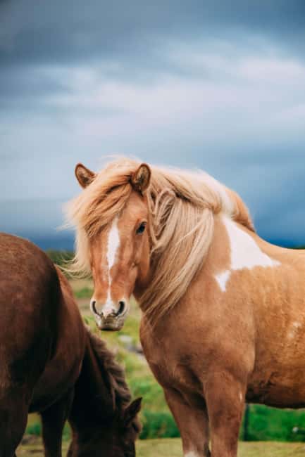 Hveragerði: Horseback Riding Tour for Beginners and … - Gear, weather, and what to wear