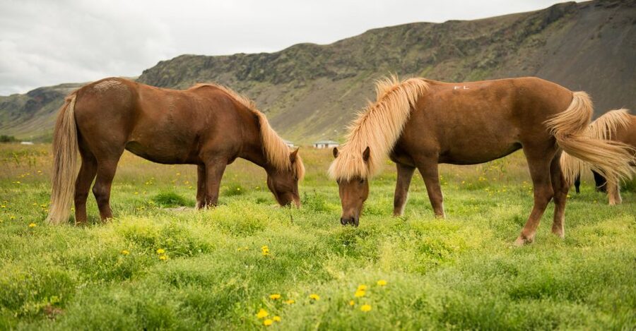 Hveragerdi: Reykjadalur (Hotspring Valley) Horse Riding Tour - Scenery, weather, and clothing