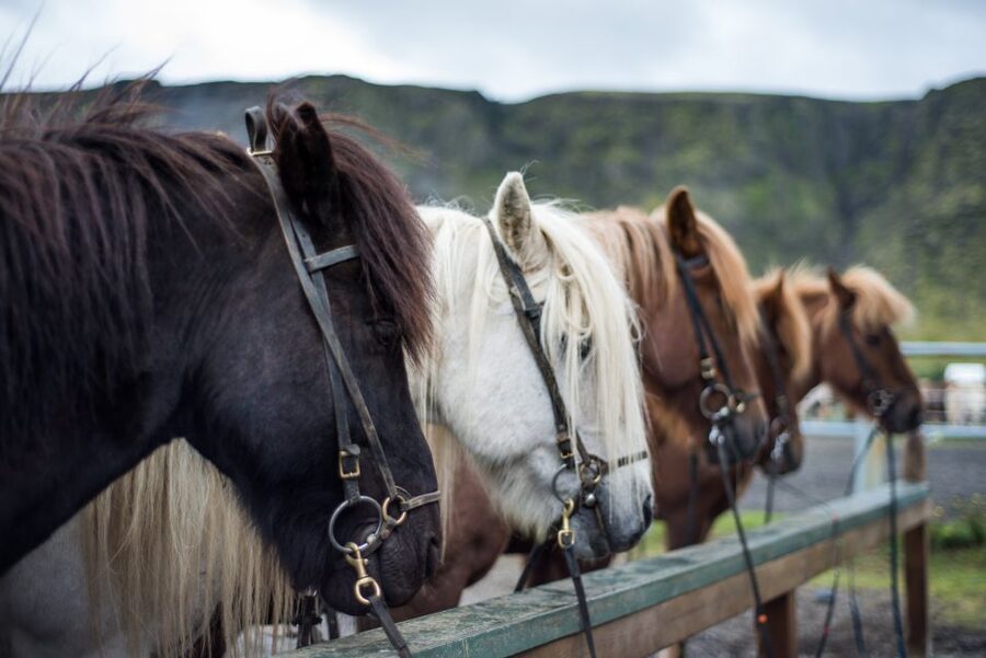 Hveragerdi: Reykjadalur (Hotspring Valley) Horse Riding Tour - How beginner-friendly is it?