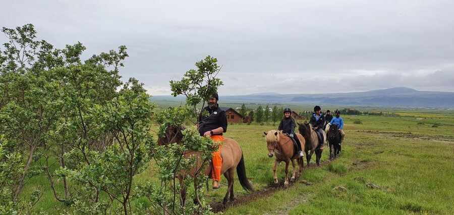 Hveragerdi: Reykjadalur (Hotspring Valley) Horse Riding Tour - Meeting an Icelandic horse