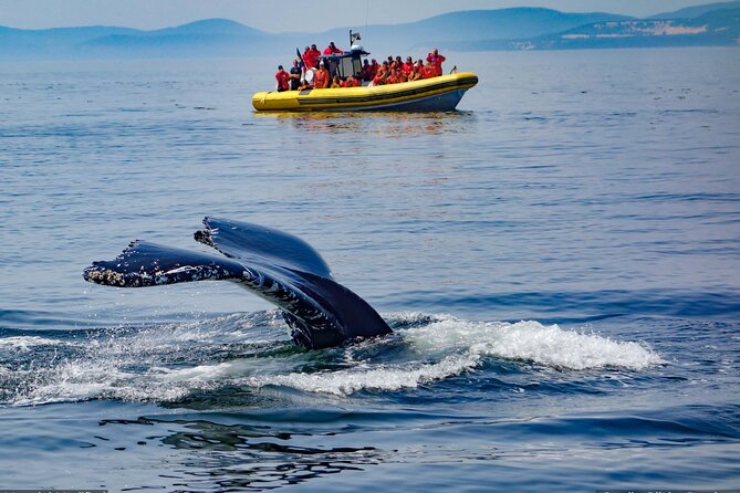 Iceland: See & Experience it ALL in 9 Days, 1st Class Custom Tours - Day 6: Skaftafell, Jökulsárlón, Diamond Beach, and ice