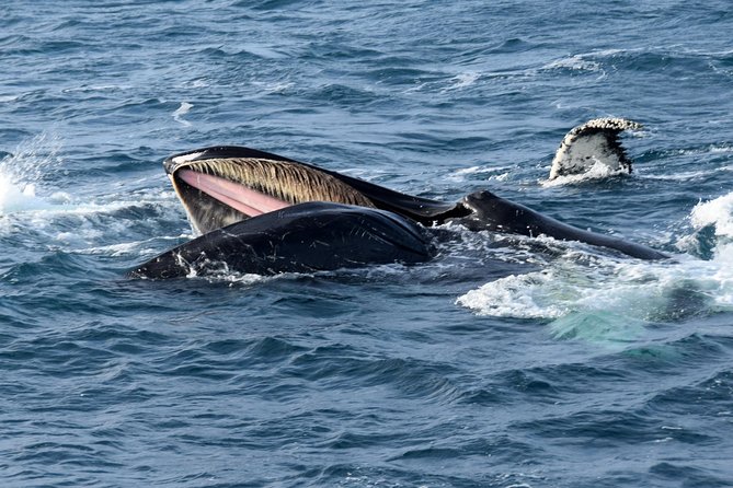 Iceland Super Saver: Northern Lights Cruise plus Whale-Watching Tour from Reykjavik - Key points to know before you book