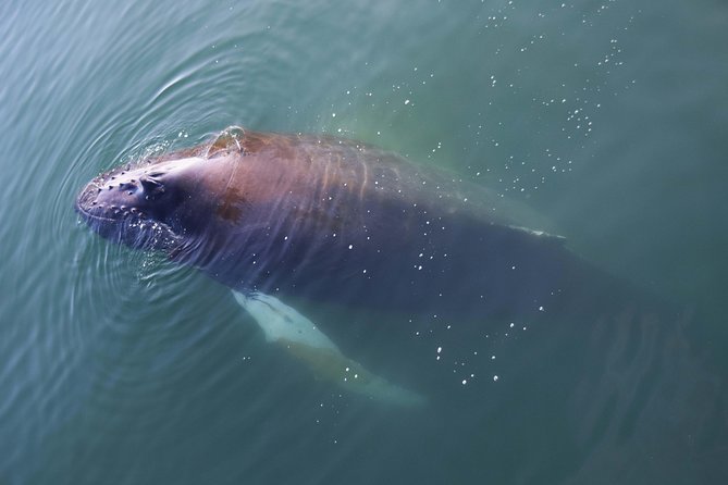 Iceland Super Saver: Northern Lights Cruise plus Whale-Watching Tour from Reykjavik - Two Iceland icons in one Reykjavik package