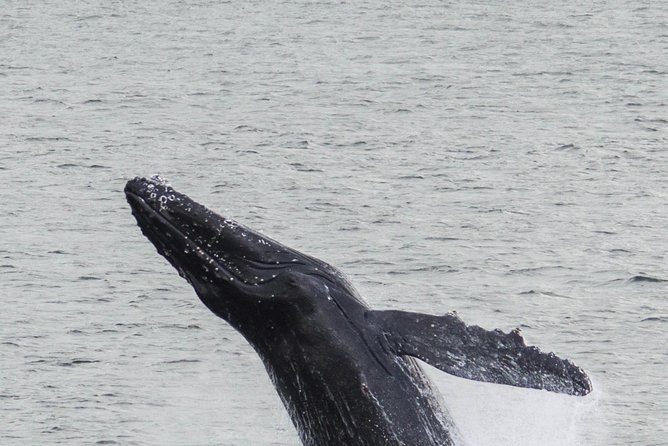 Iceland Super Saver: Northern Lights Cruise plus Whale-Watching Tour from Reykjavik - Same day or separate days?
