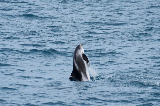 Iceland Super Saver: Northern Lights Cruise plus Whale-Watching Tour from Reykjavik - Comfort, gear, and the small details